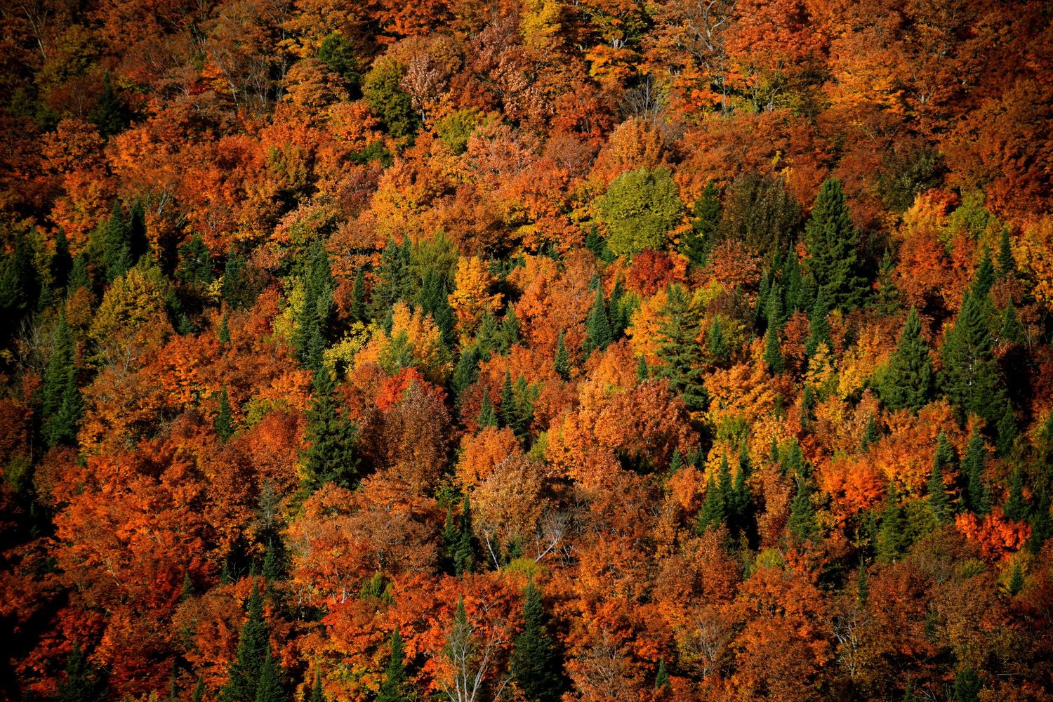 Fall tapestry. Autumn explosion of colours.
