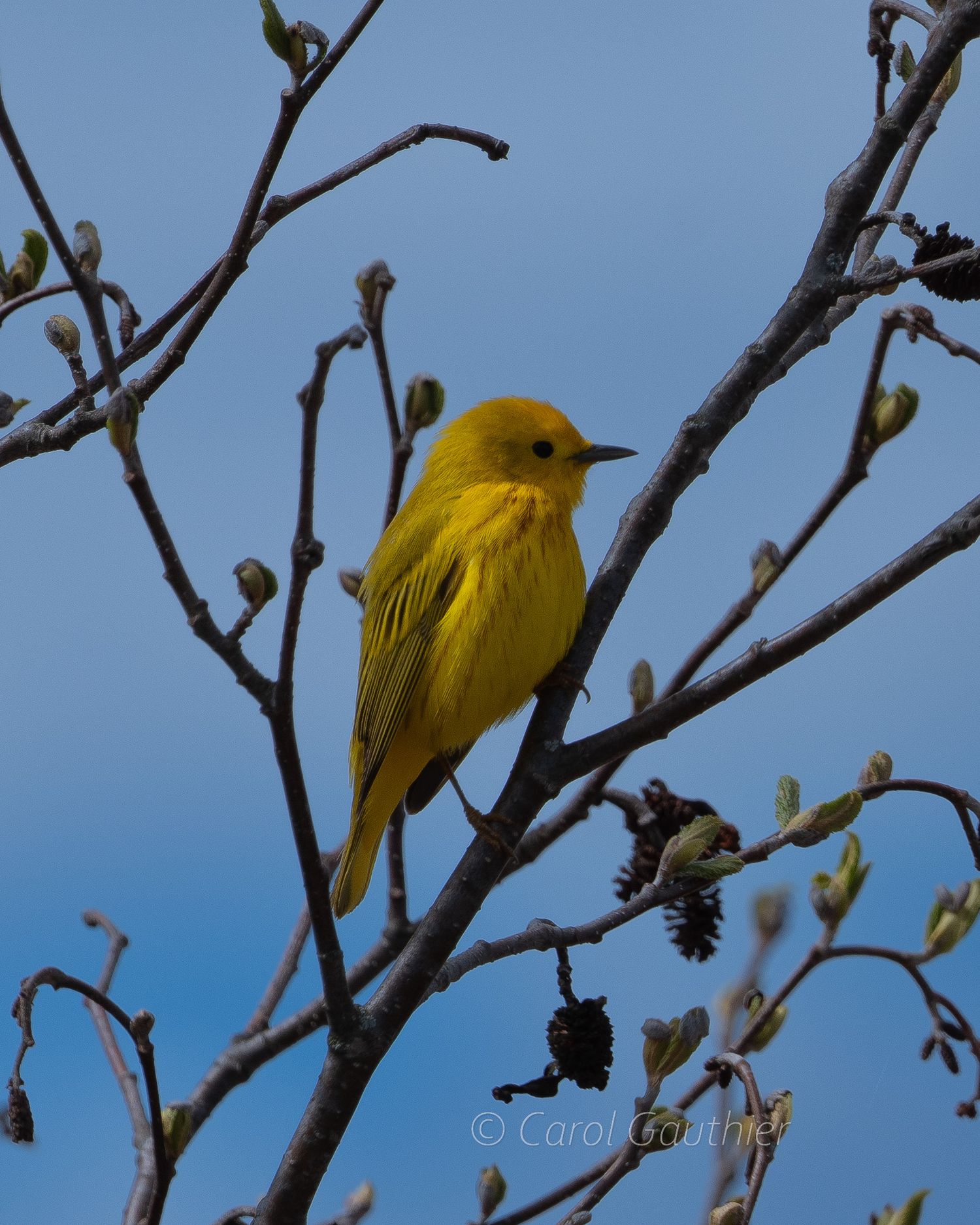Yellow warbler bird