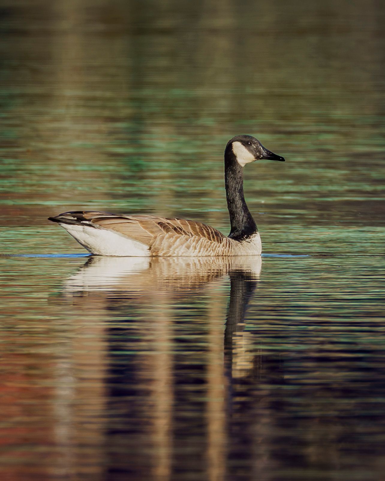 Canada Goose on river Magog in Sherbrooke, Quebec, Canada.