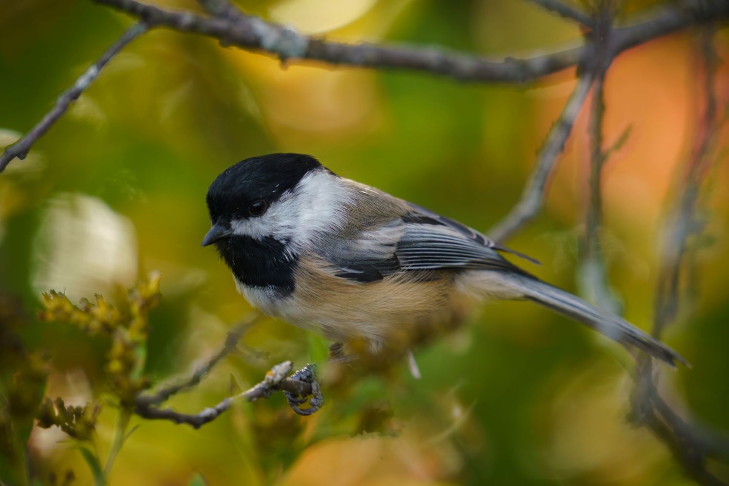 Chickadee bird with autumn colors in the background, Quebec, Canada.