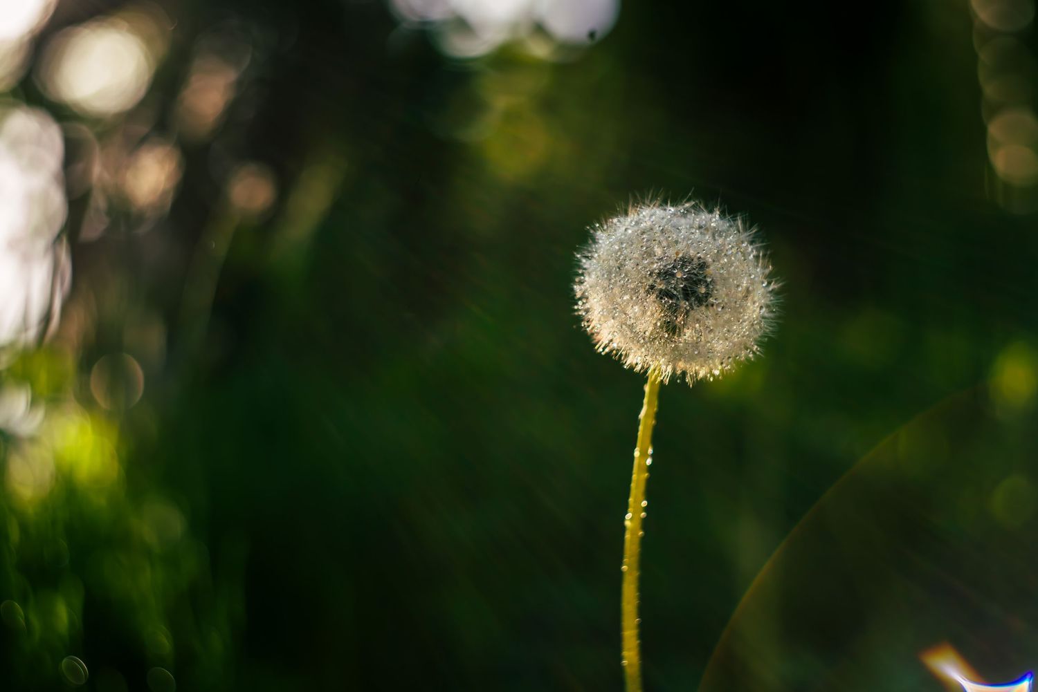 Dandelion light and dew. Dandelion puff balls. Puff seeds.