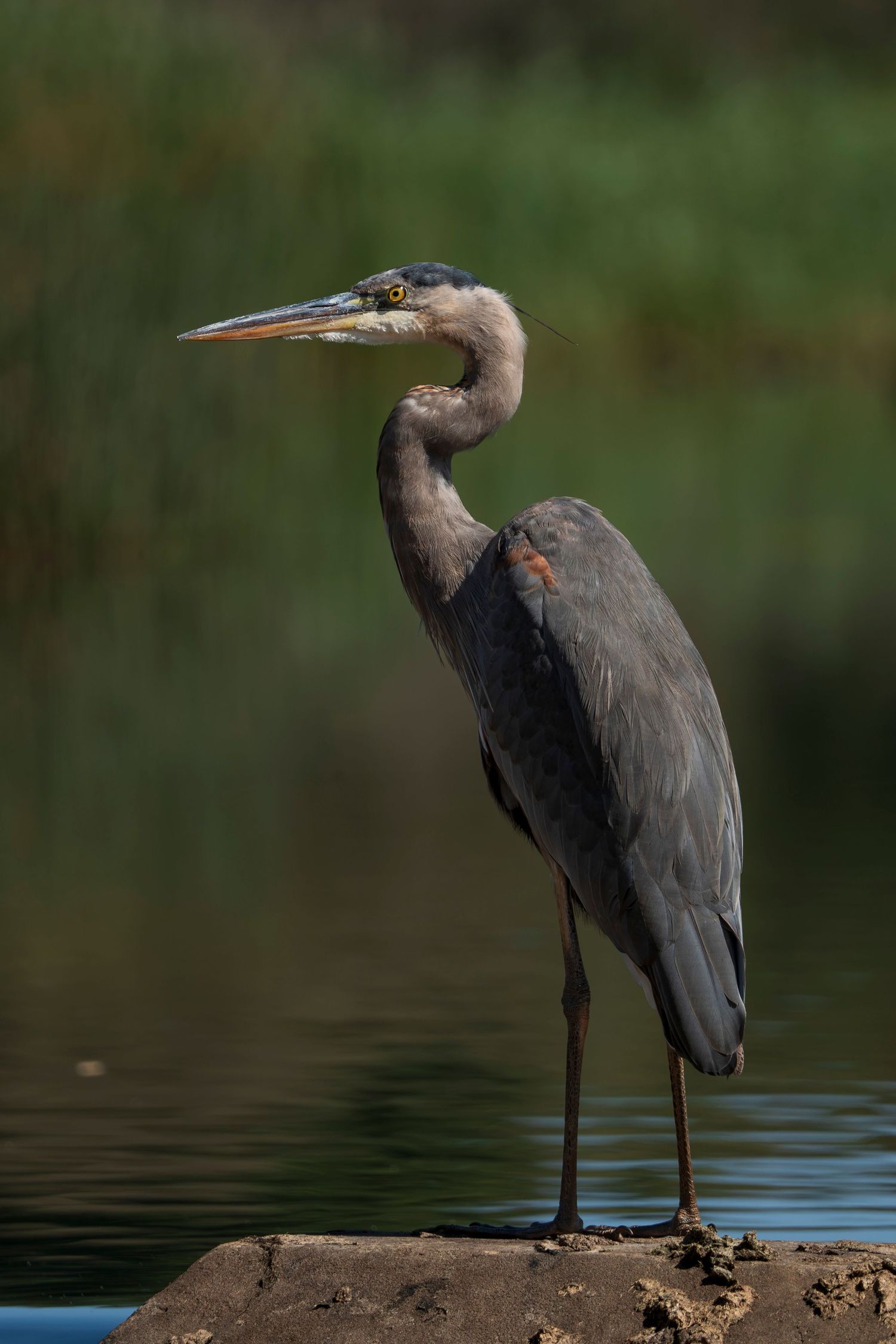 The Great blue Heron. Quebec, Canada