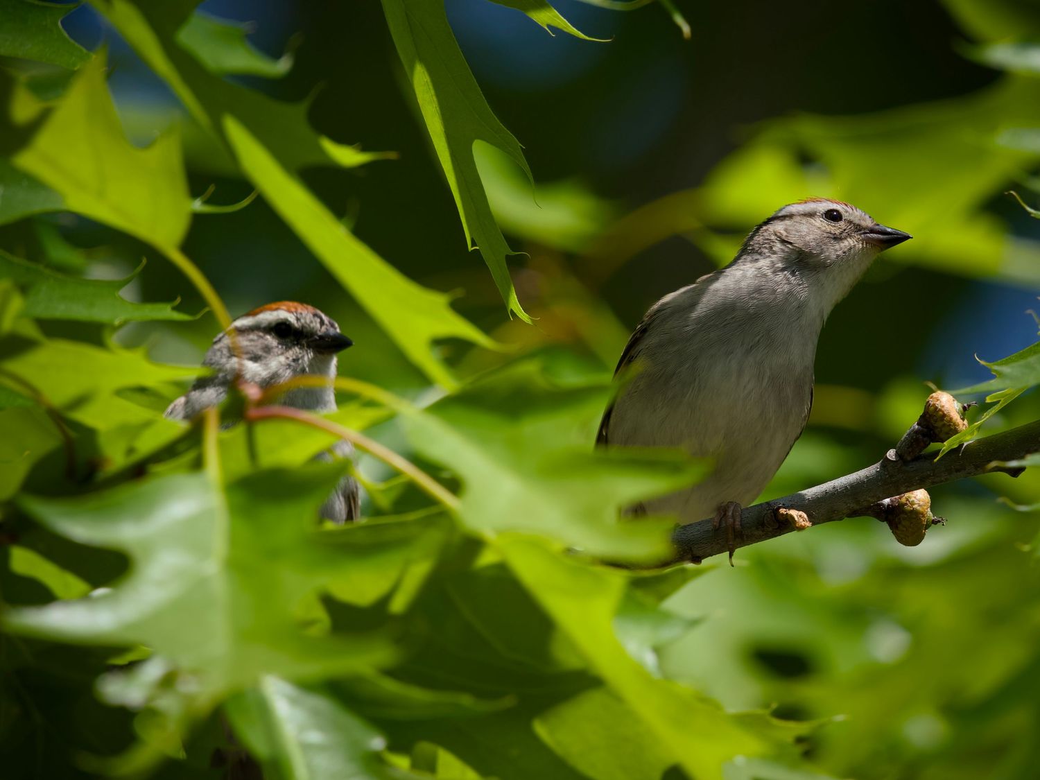 Chipping Sparrow couple