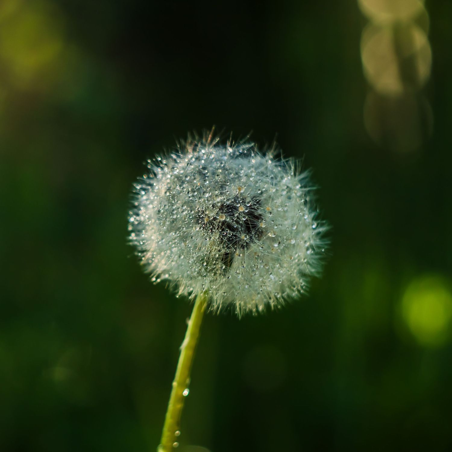 Dandelion light and dew. Dandelion puff balls. Puff seeds.