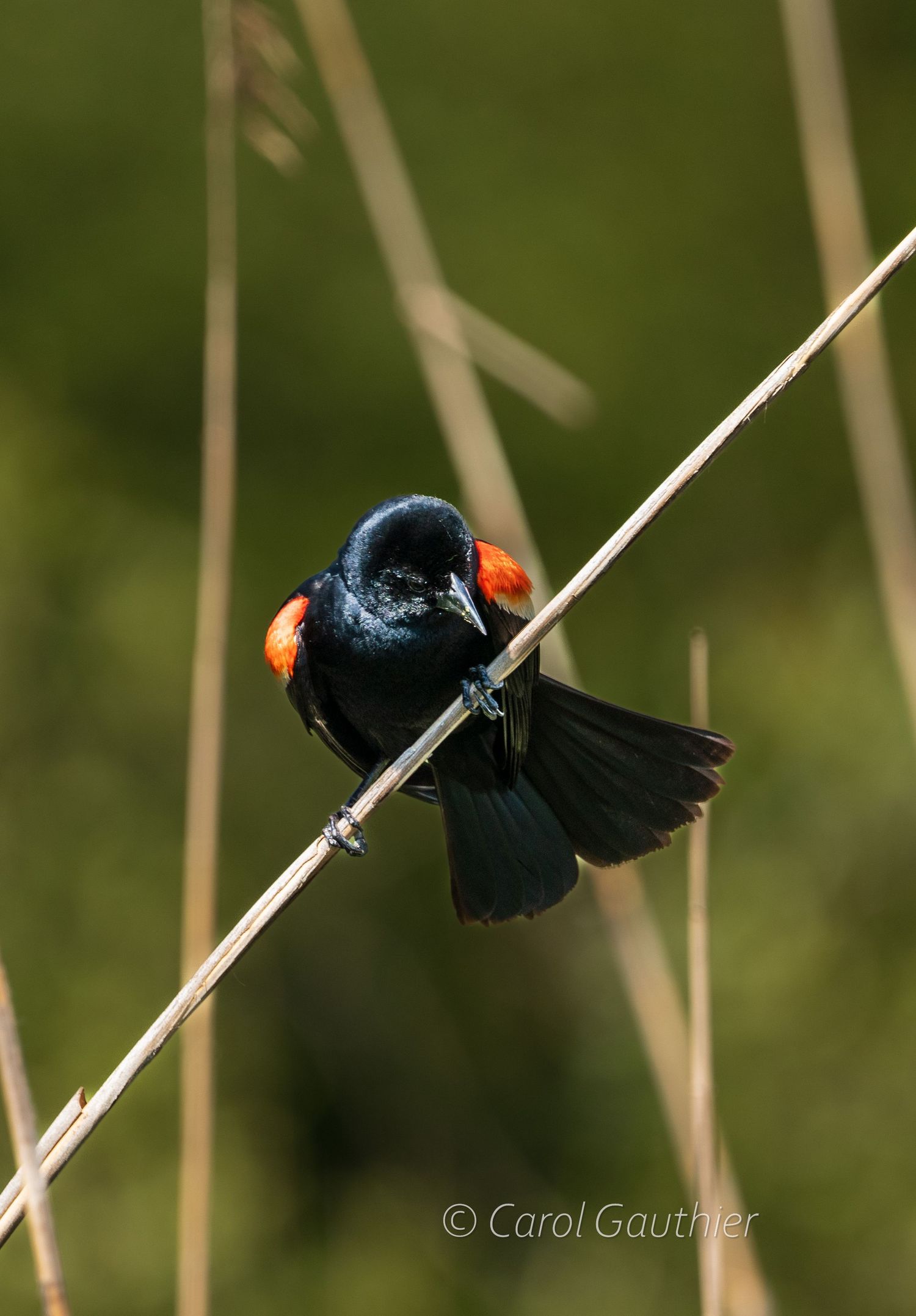 Male red-winged blackbird