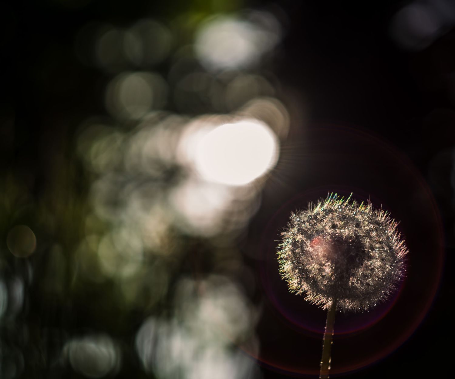Dandelion light and dew. Dandelion puff balls. Puff seeds.