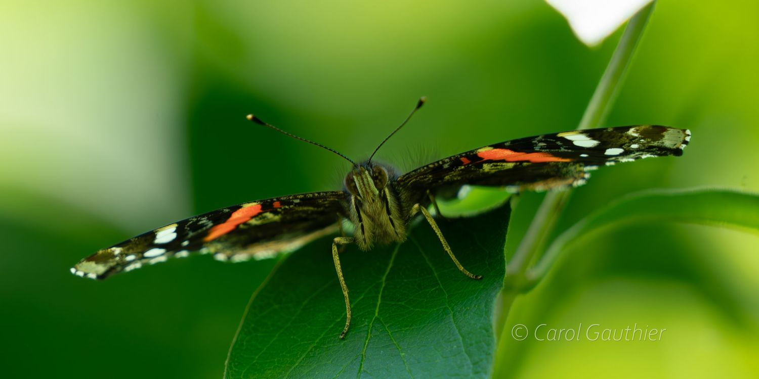 The Red Admiral butterfly