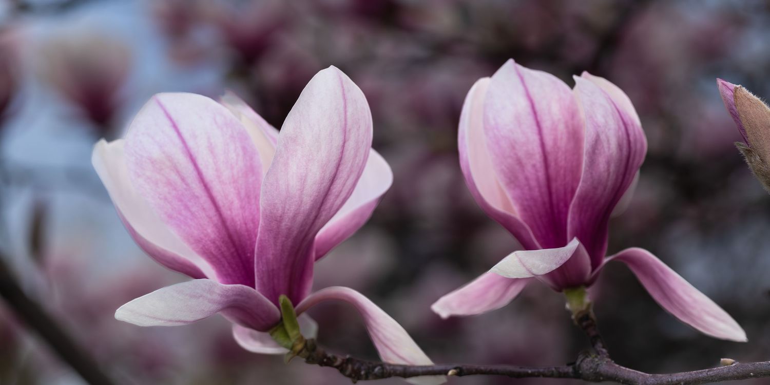 Magnolia flower