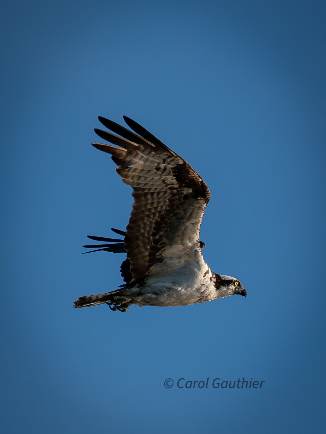Bird of prey. Osprey