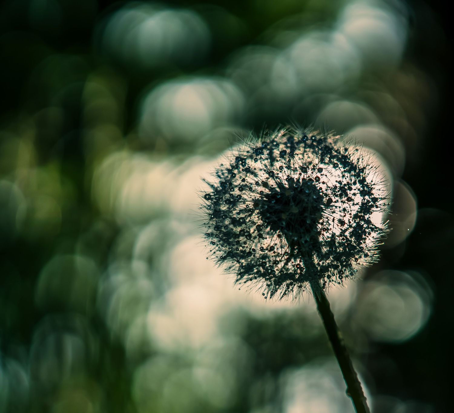 Dandelion light and dew. Dandelion puff balls. Puff seeds.