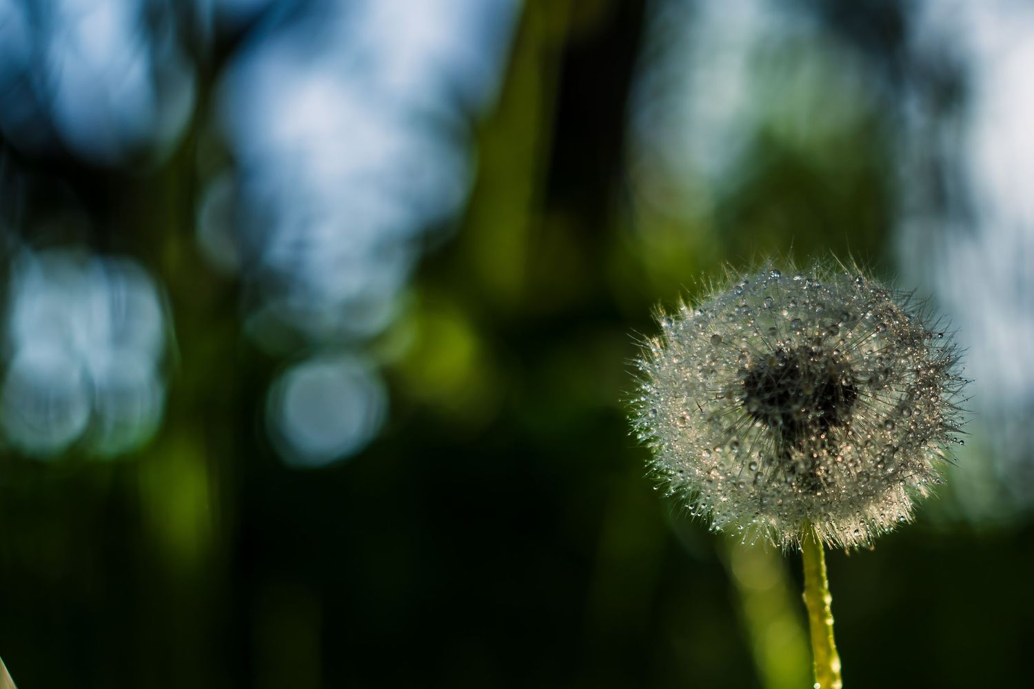 Dandelion light and dew. Dandelion puff balls. Puff seeds.