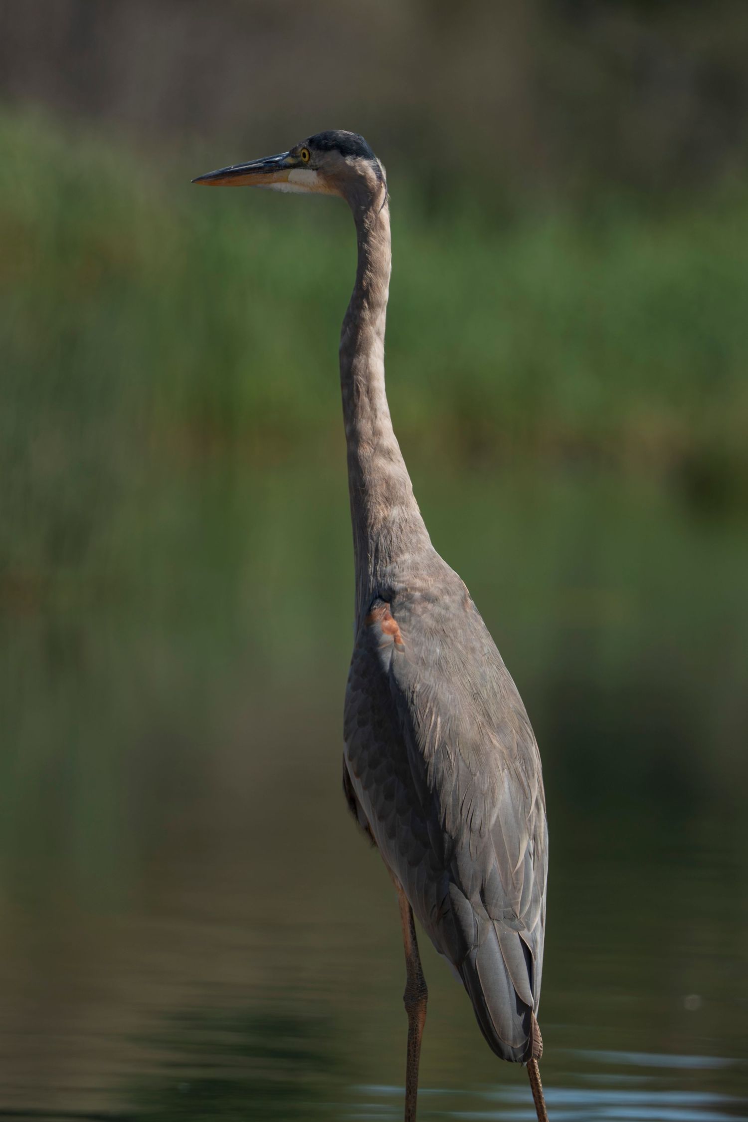 The Great blue Heron. Quebec, Canada