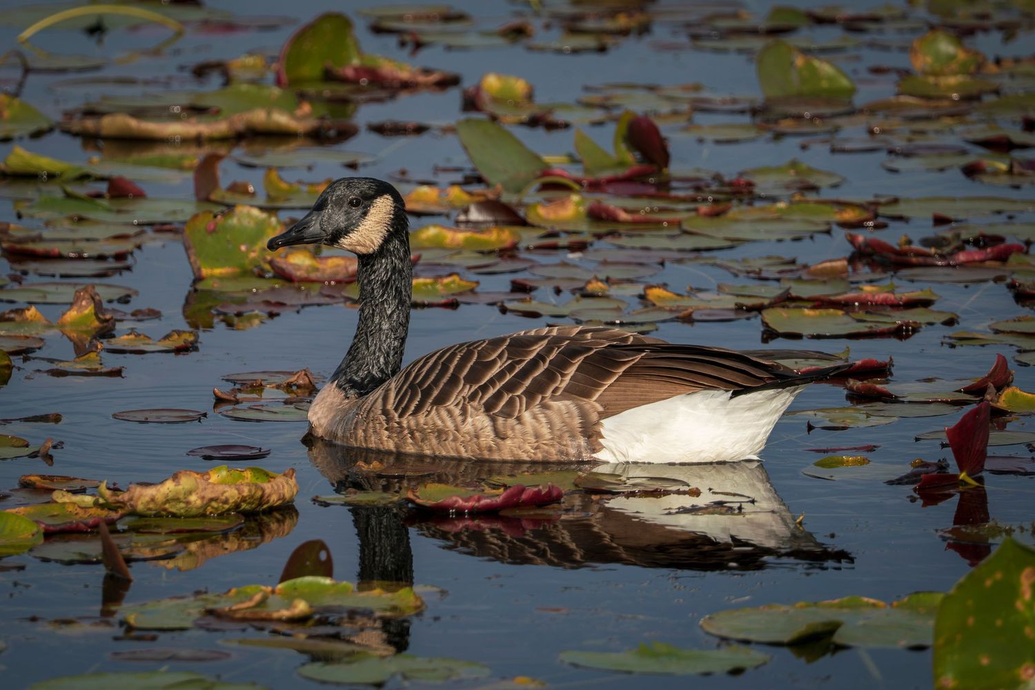 Canada Goose. In Eastern Townships, Quebec.