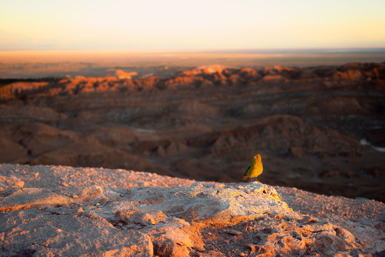 A vast, rocky desert landscape at sunset, with warm light illuminating the horizon and a small bird.