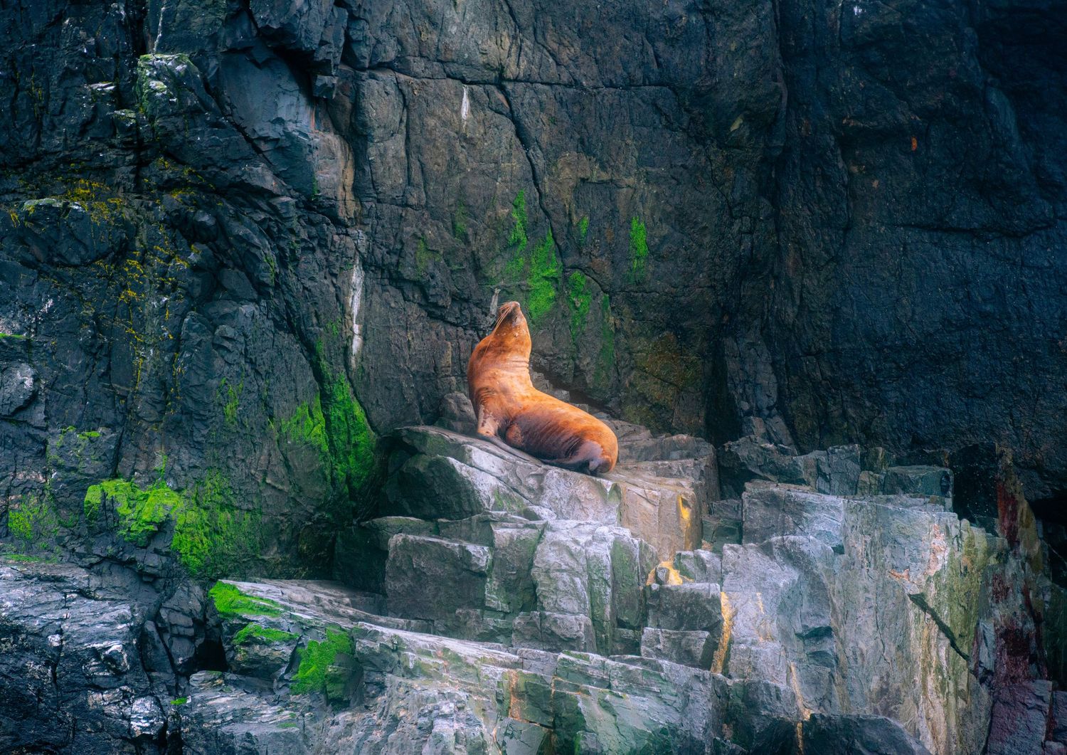A sealion sitting on a rocky ledge looking out over the landscape.