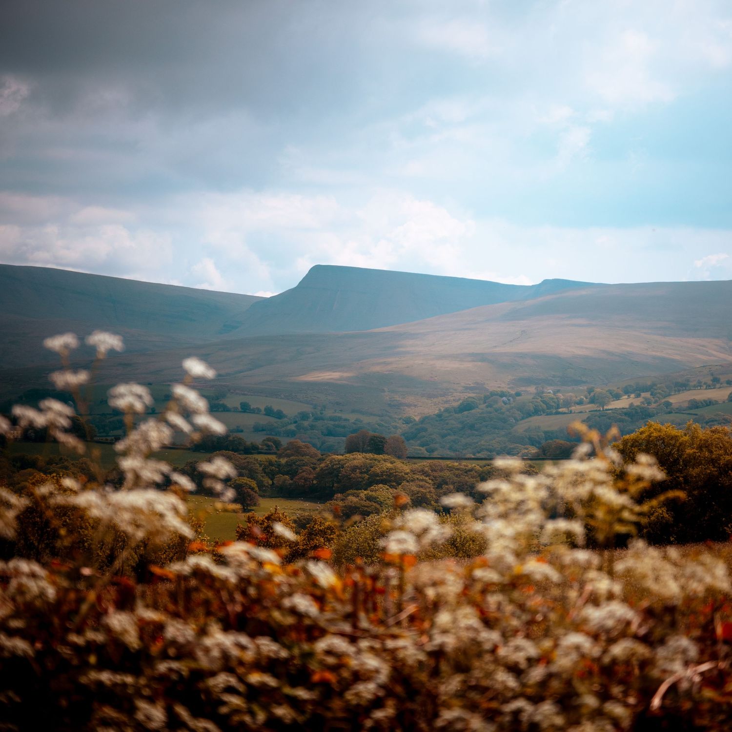 A field of tall, dry grass with a large, flat-topped mountain in the background under a cloudy sky, Brecon Beacons / Bannau Brycheiniog