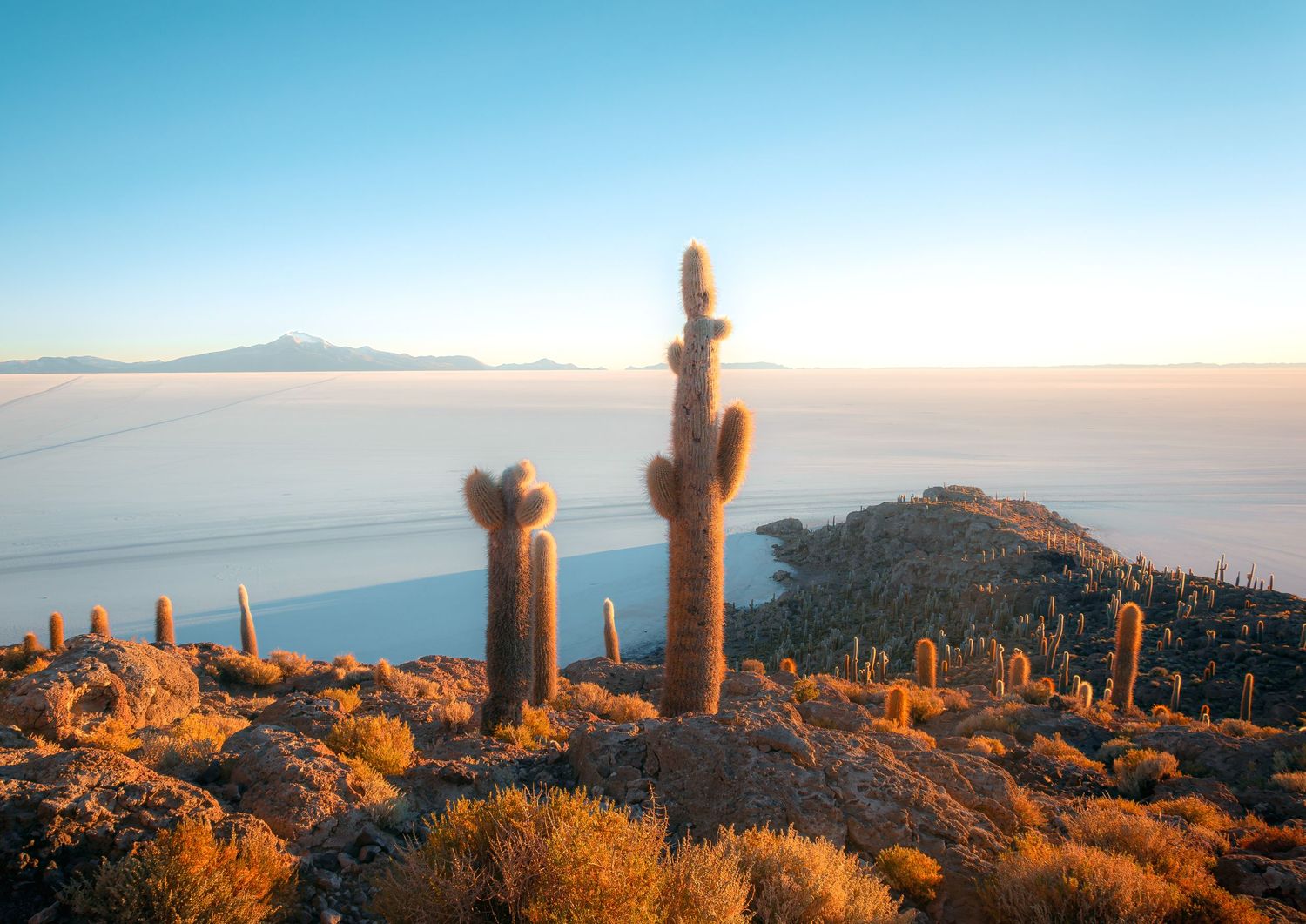 A landscape of a rocky island covered in tall cacti, surrounded by a vast, flat salt plain under a clear sky.