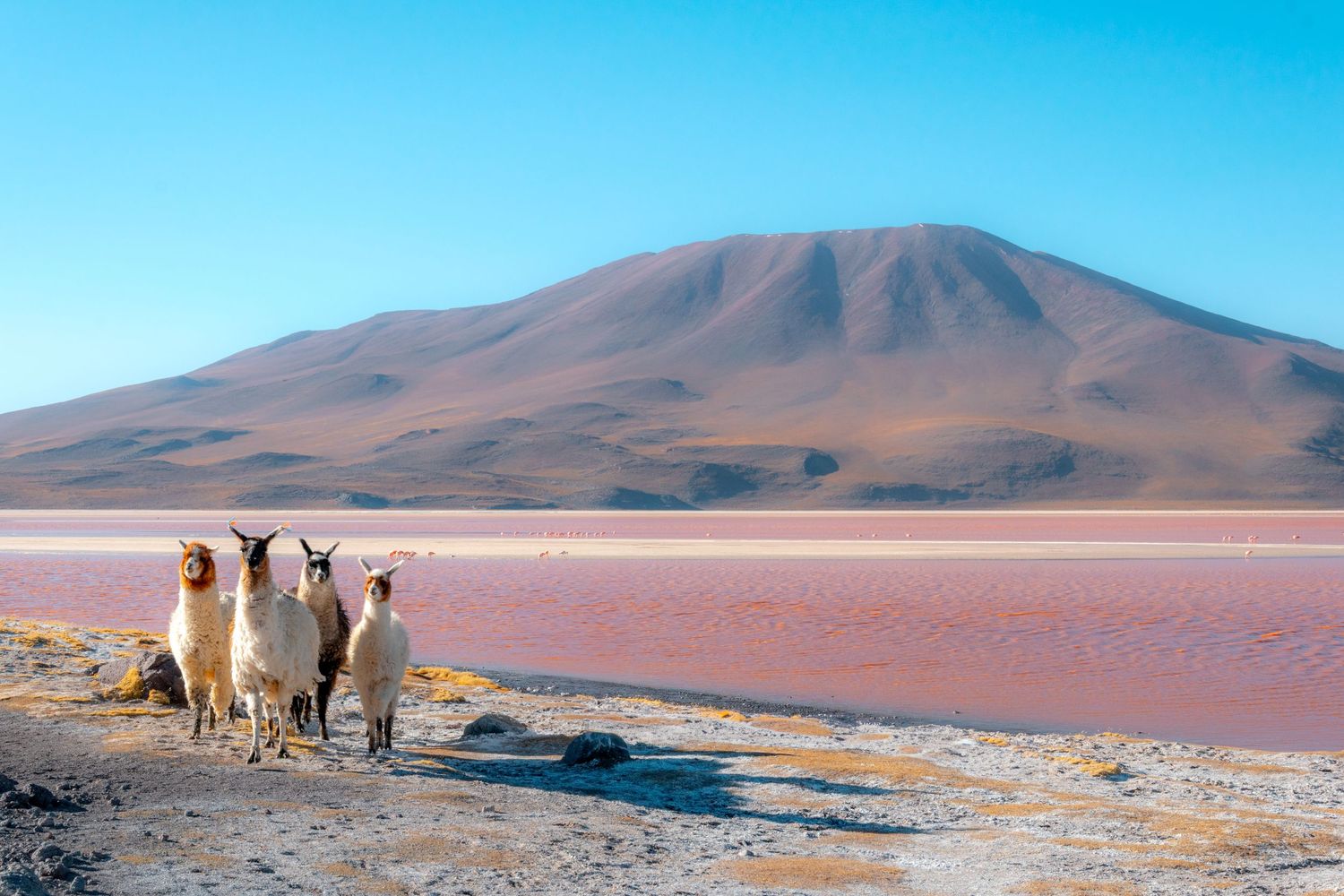 A group of llamas standing near a shallow, pink-tinted lake with a large, flat-topped mountain in the background, Bolivia.