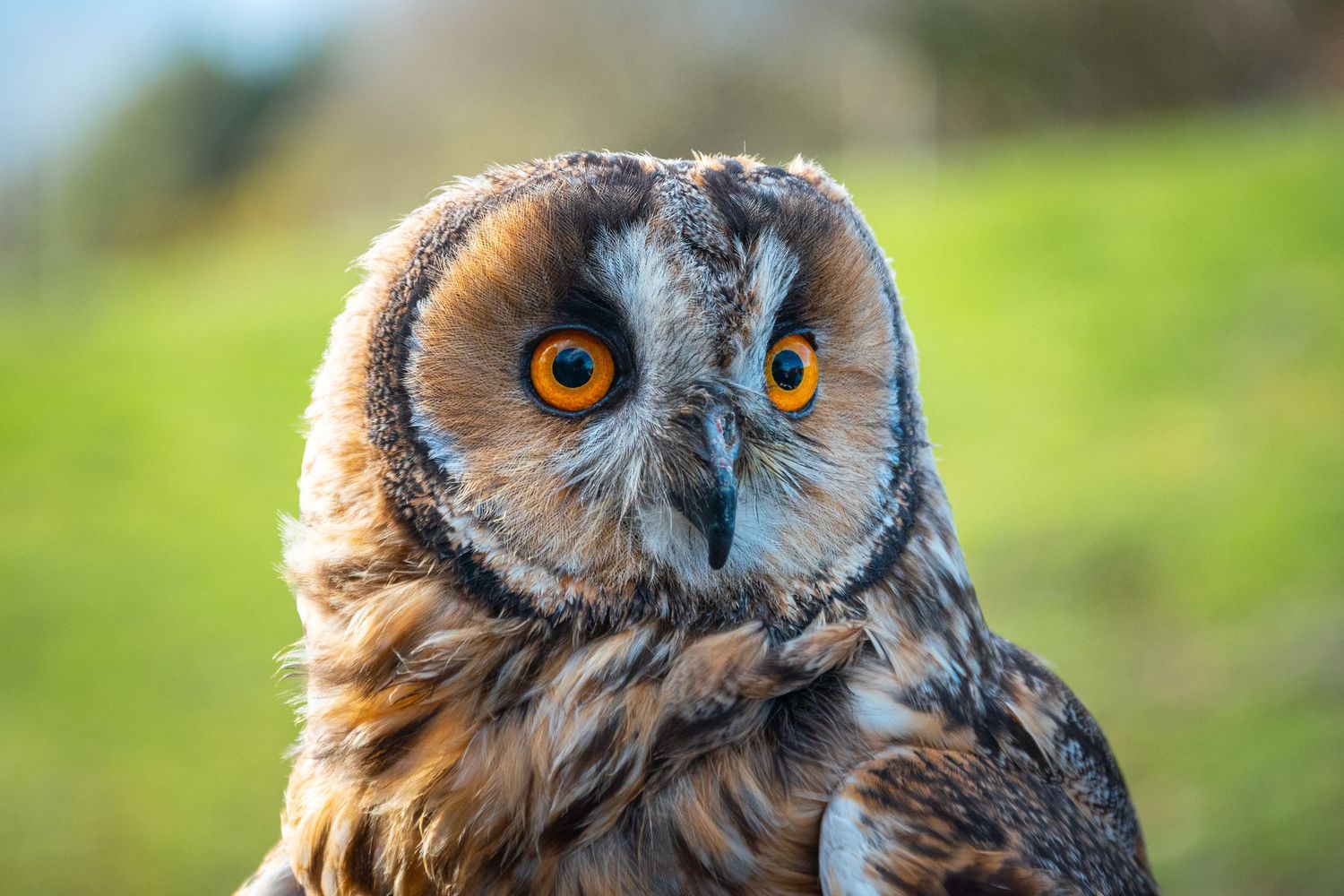 A close-up portrait of an owl with striking orange eyes, looking directly at the camera against a blurred green background.