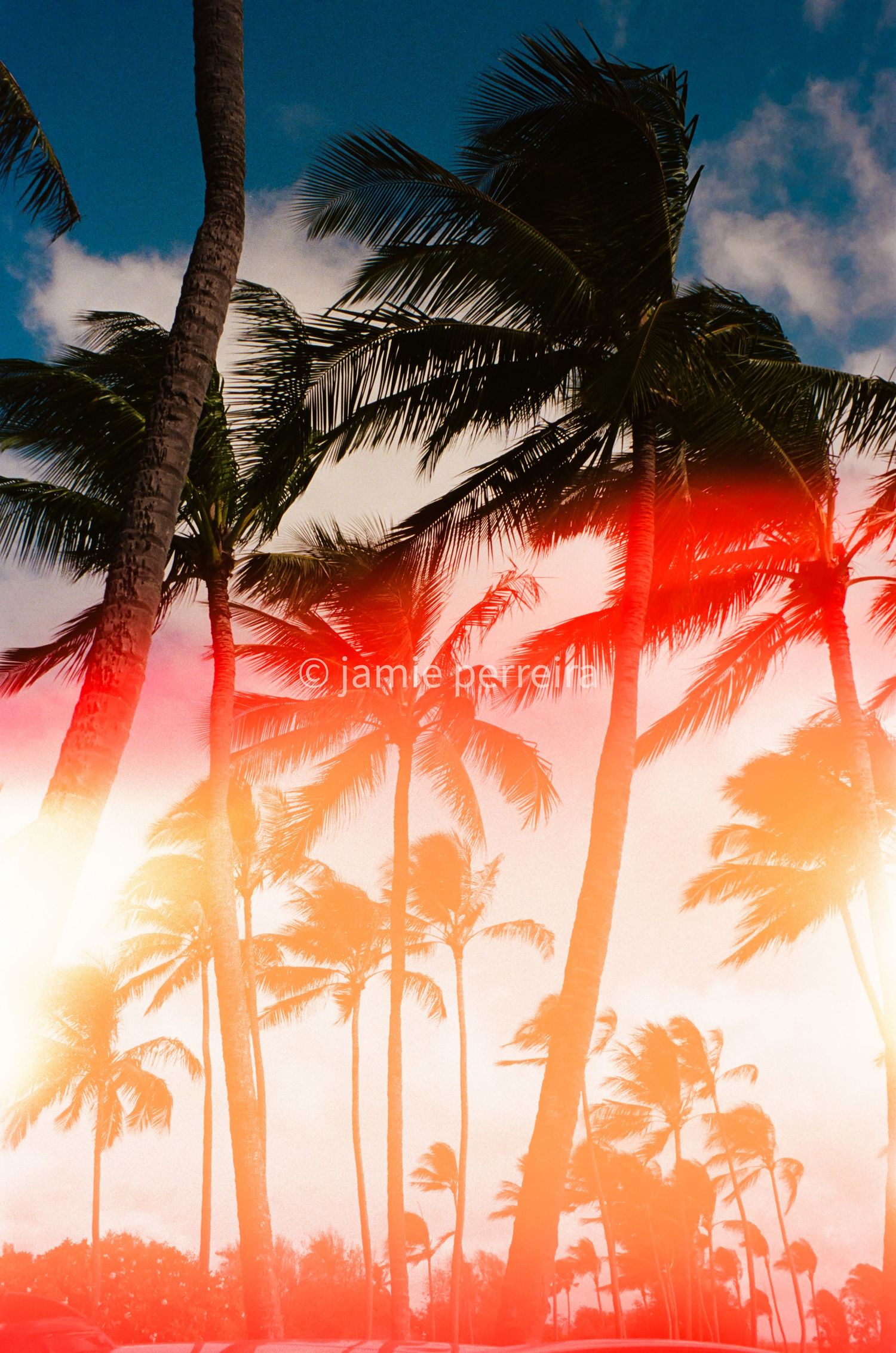 Vibrant double-exposed photo of tropical palm trees swaying in the wind against a colorful sunset sky in warm red and orange tones.