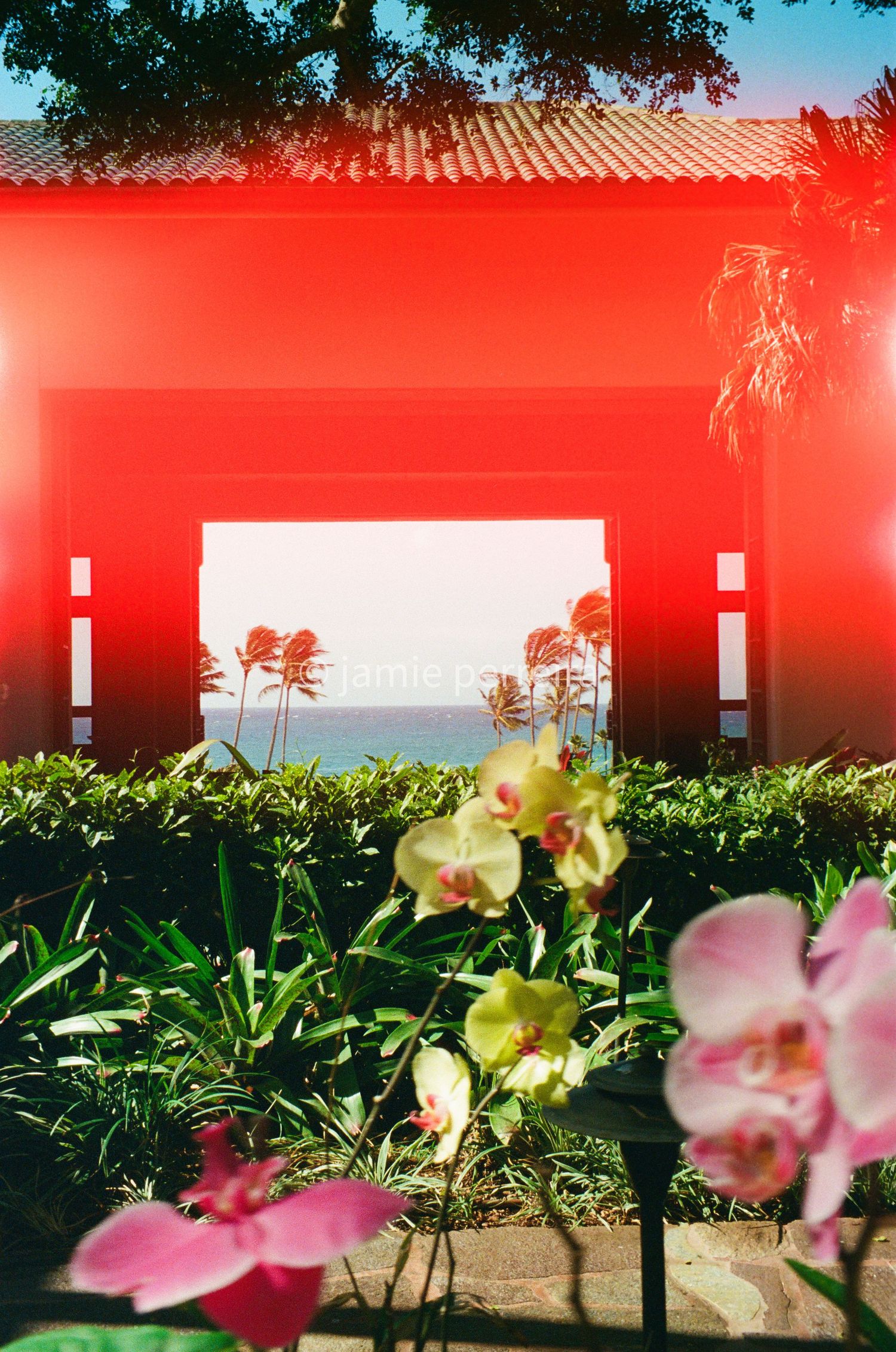 Red torii gate framing tropical ocean view with pink and yellow orchids in foreground garden.