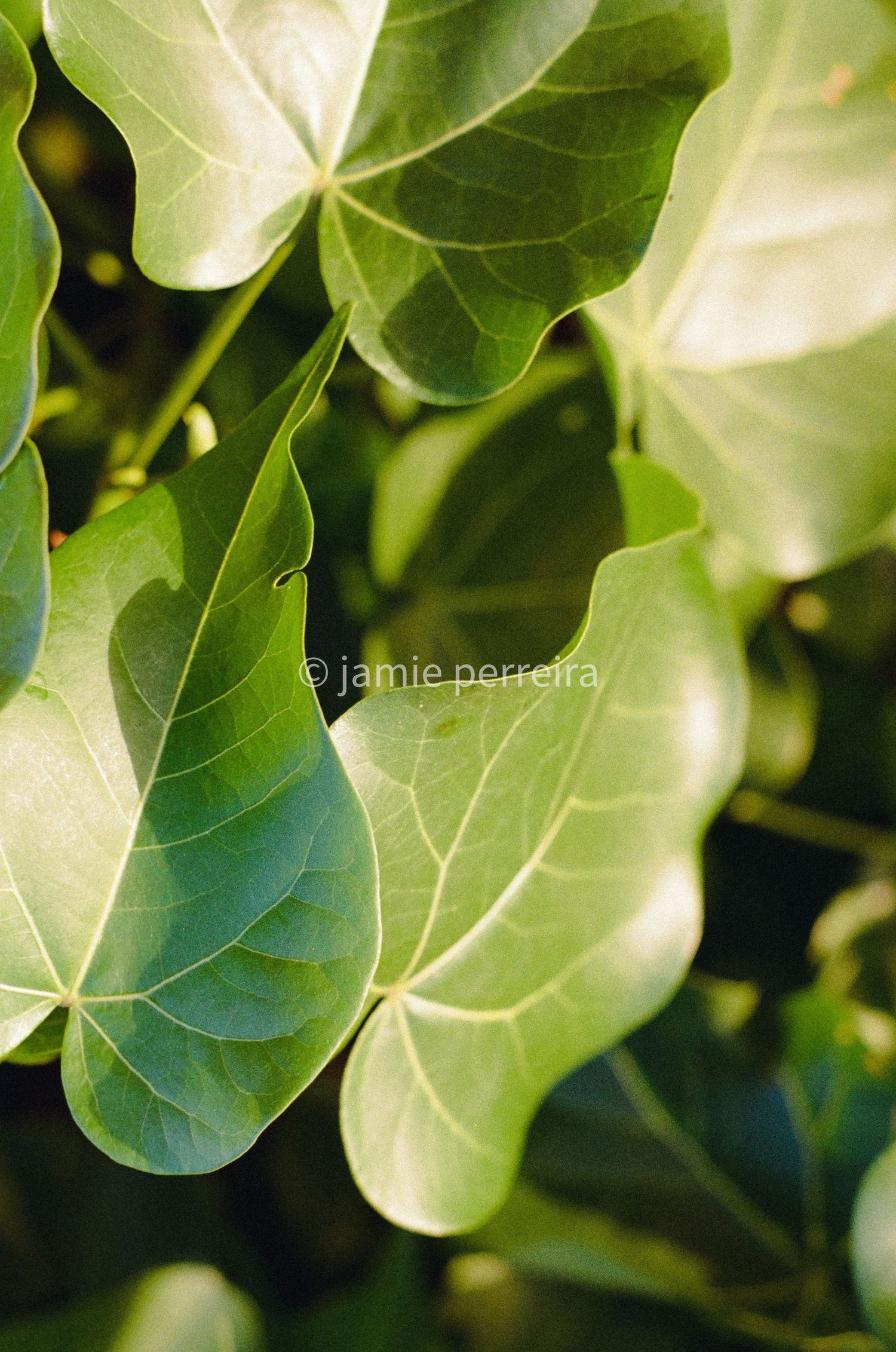Close-up of vibrant green tropical leaves with prominent veins, bathed in warm sunlight.