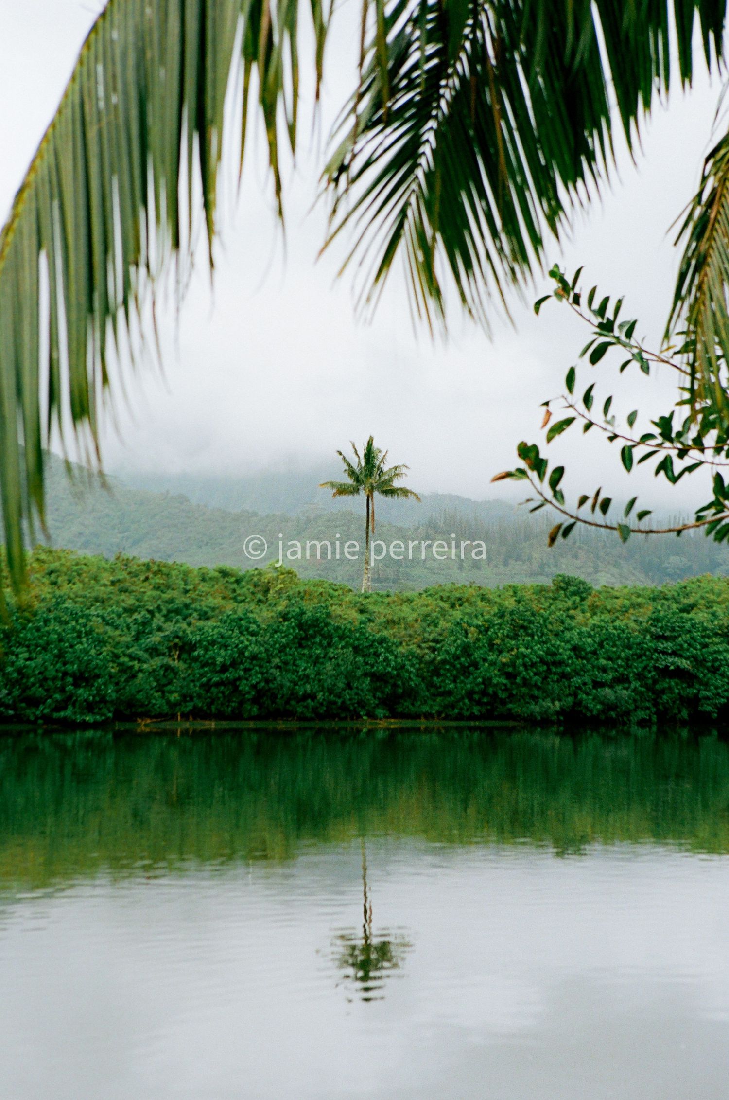 Lone palm tree reflected in calm tropical river, framed by lush green mangroves and misty mountains.