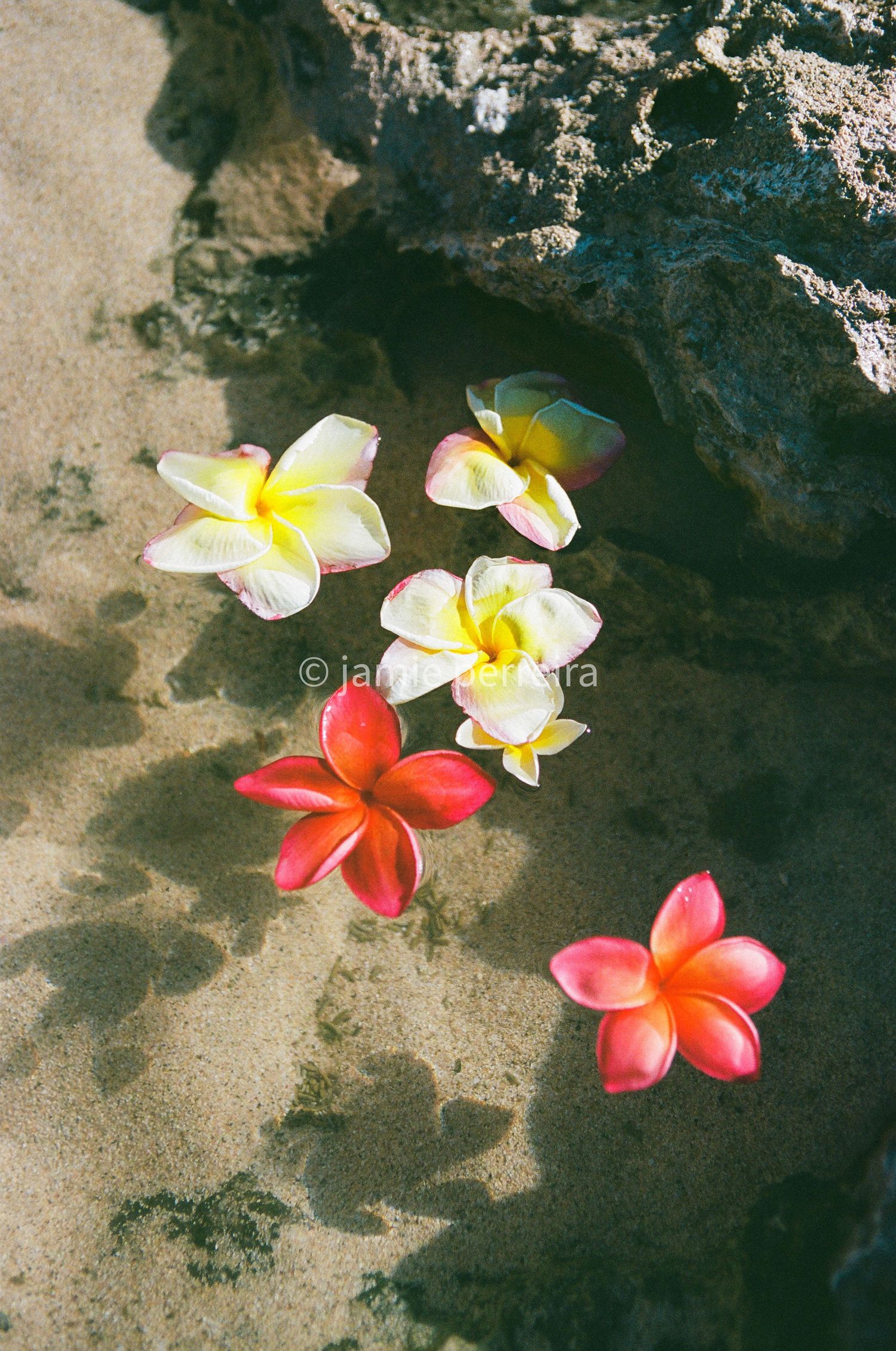 Five colorful plumeria flowers floating in shallow clear water near a rocky shore in a tropical setting.