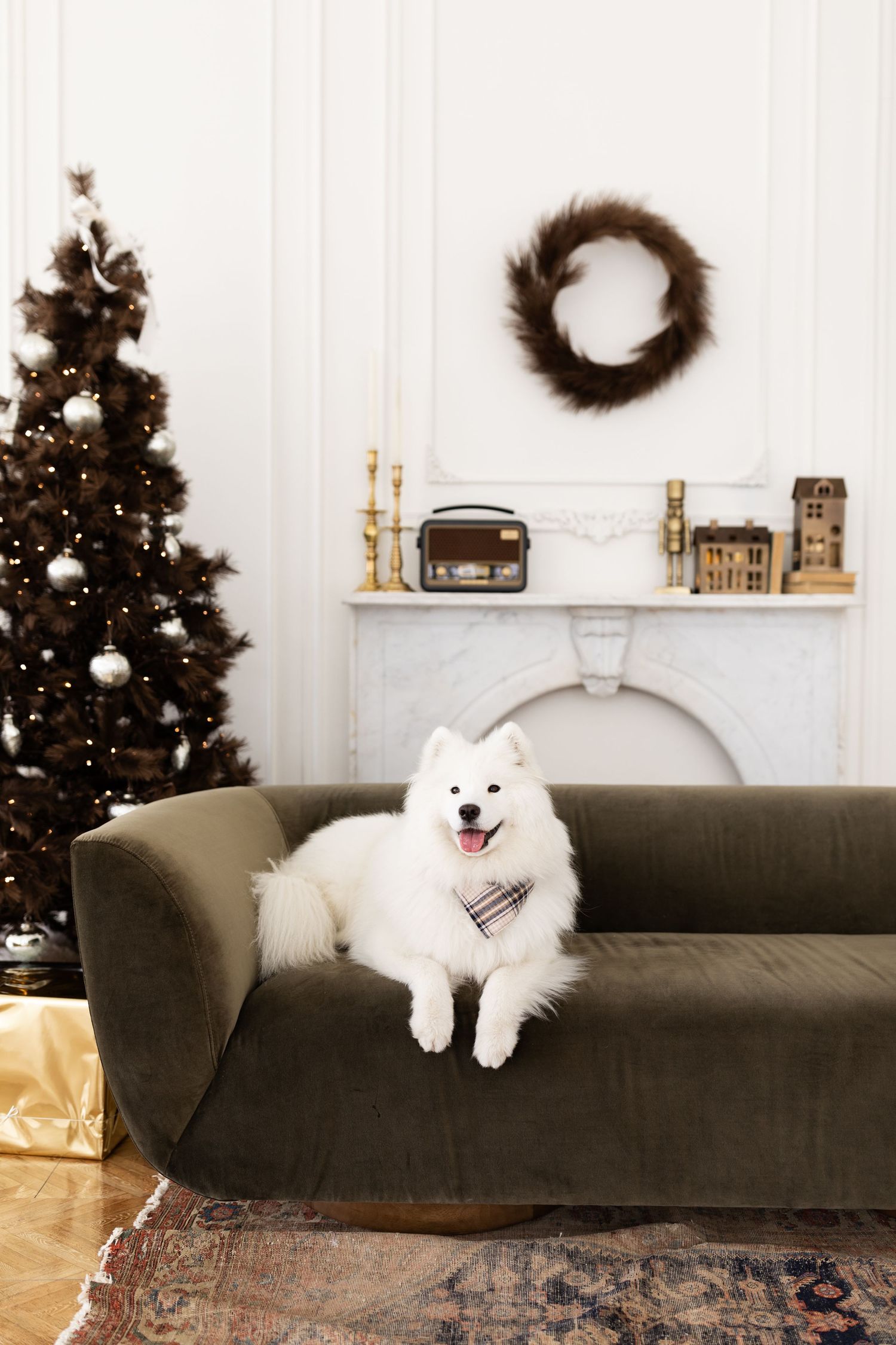 Fluffy white Samoyed dog lying on green velvet sofa in festive Christmas decorated living room.
