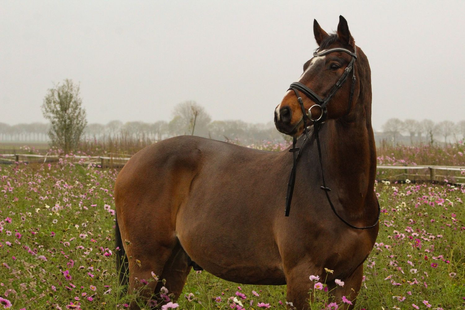 Bruin paard staat tussen de gekleurde bloemen.