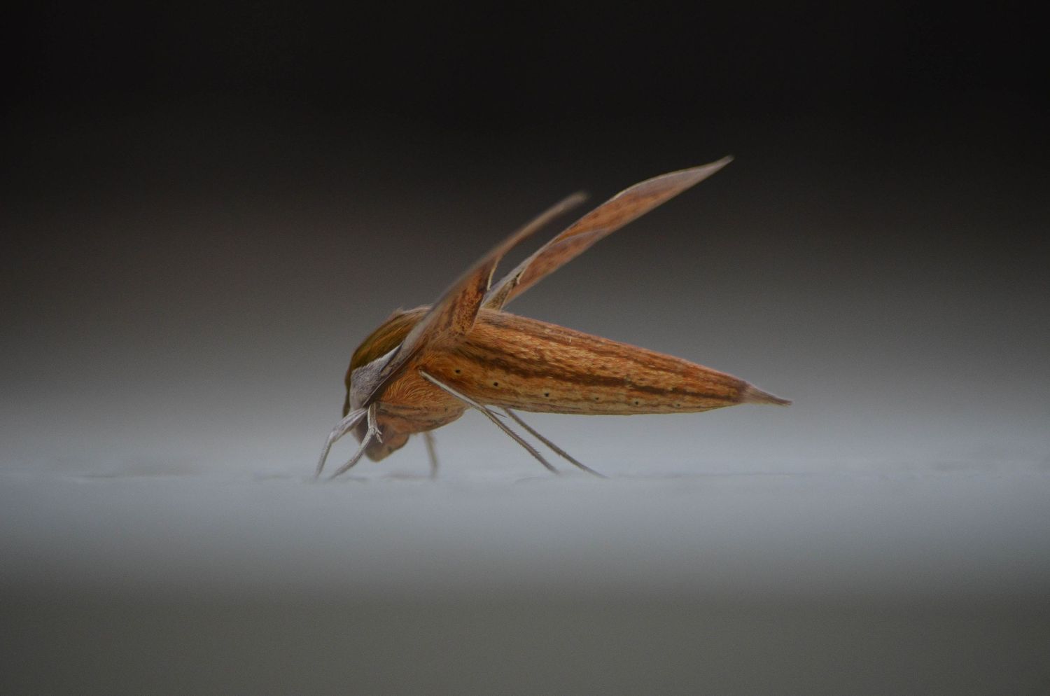 A brown hawk moth resting on a light gray surface, showcasing its detailed wing patterns and body.