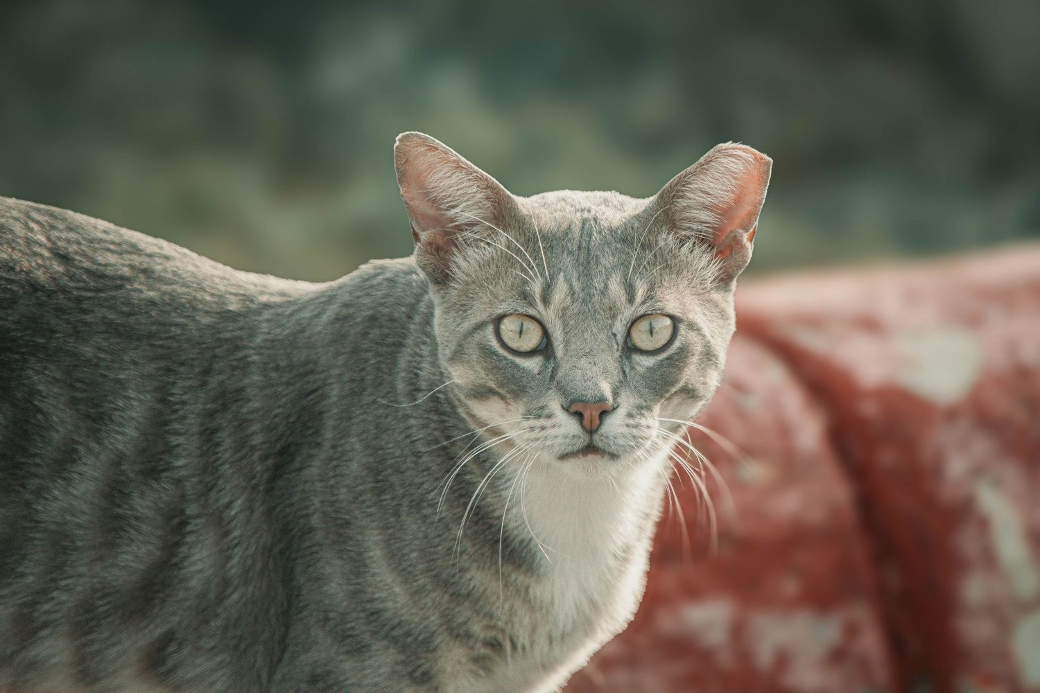 A gray tabby cat with green eyes stares intently at the camera against a blurred outdoor background.