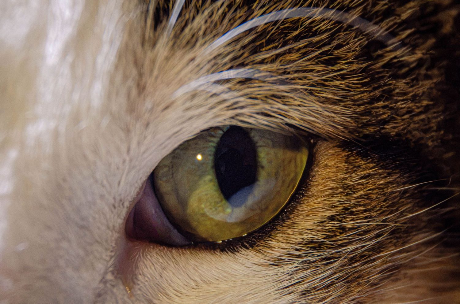 Extreme close-up macro shot of a cats bright yellow-green eye with a vertical slit pupil.