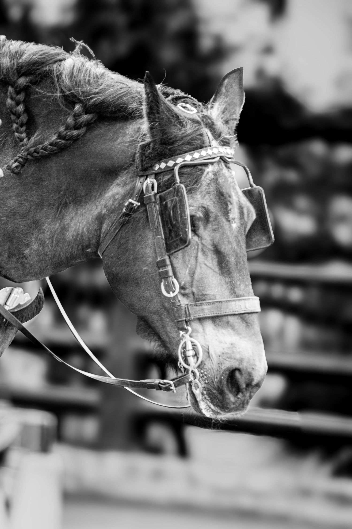 Black and white close-up portrait of a horse with braided mane wearing a bridle.