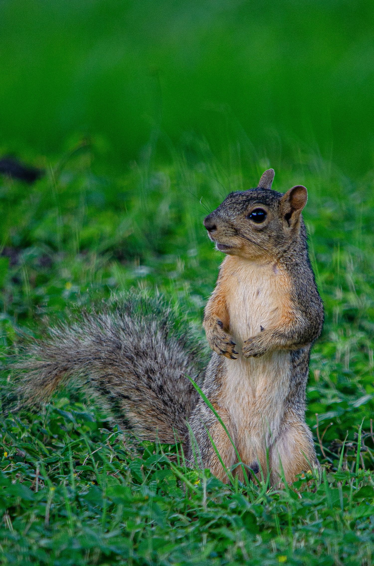 A fox squirrel standing upright on its hind legs in lush green grass, looking alertly to the side.