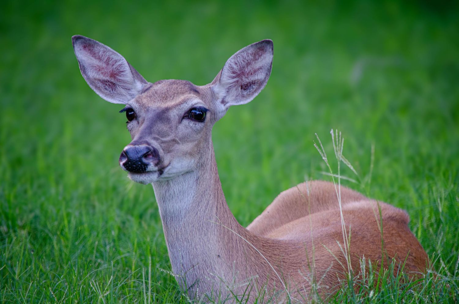 A white-tailed doe deer resting peacefully in green grass, looking directly at the camera with large ears raised.