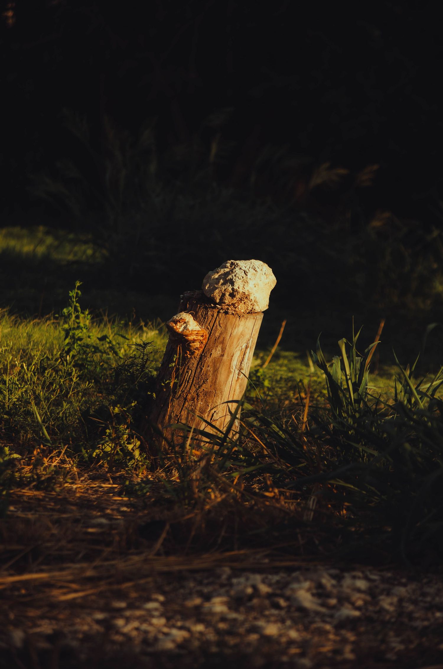 Sunlit tree stump with a rock on top surrounded by green grass in a dark natural setting.