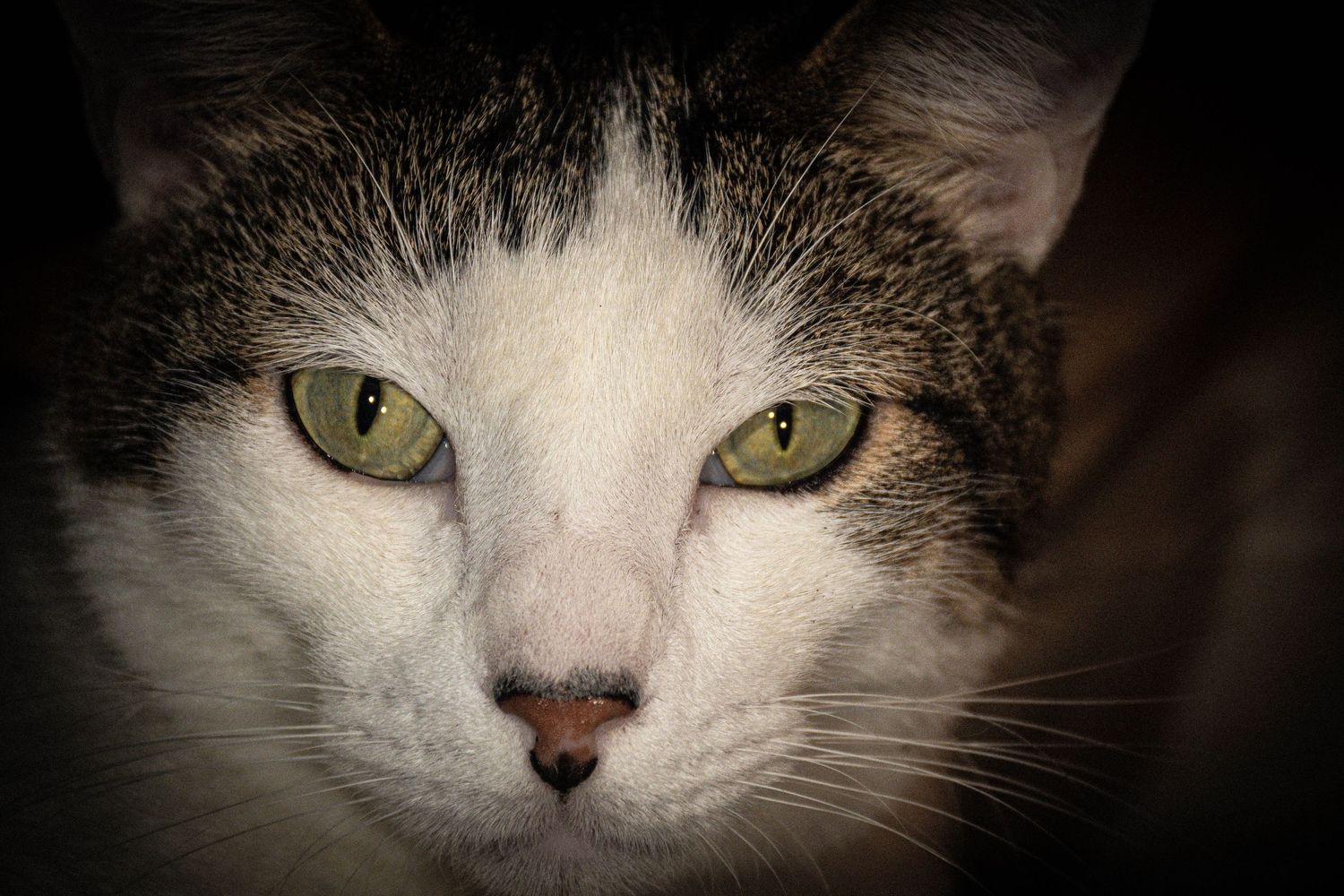 Close-up portrait of a tabby and white cat with striking green eyes against a dark background.