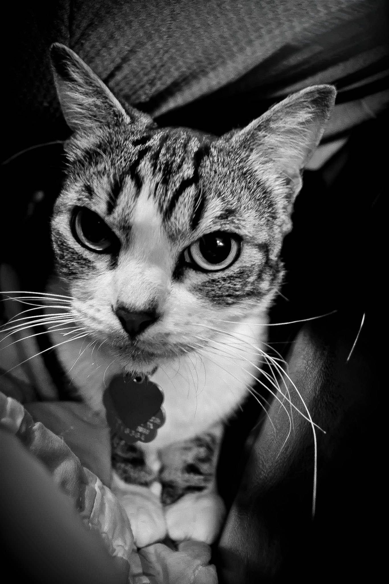 Black and white close-up portrait of a tabby cat with striking eyes and long whiskers.