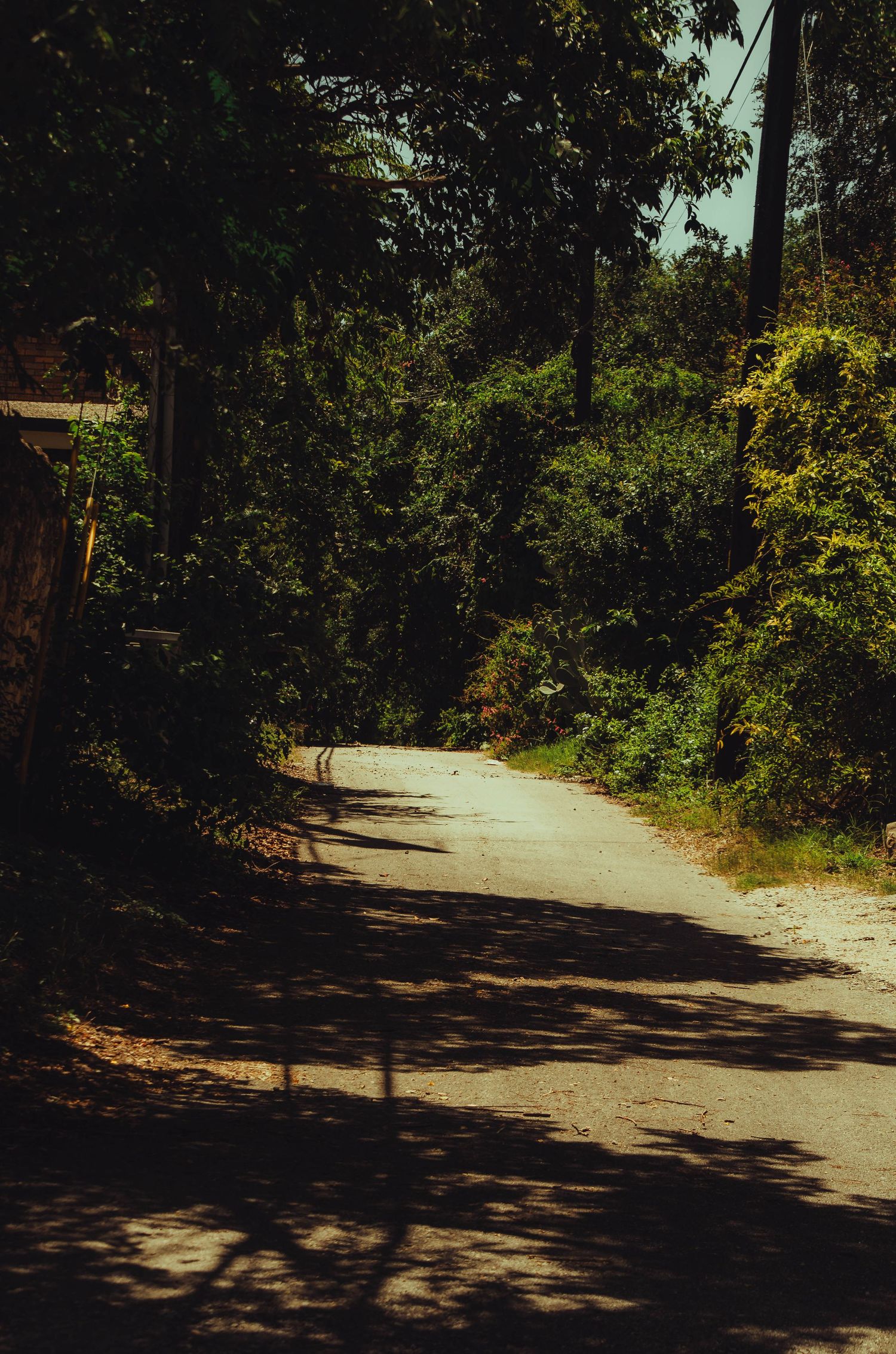 Narrow winding dirt road surrounded by lush green trees and dappled sunlight in a rural setting.
