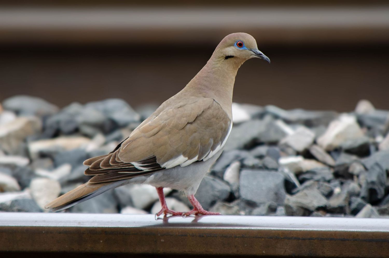 A mourning dove walking along a metal rail with rocky ballast and train tracks in the background.