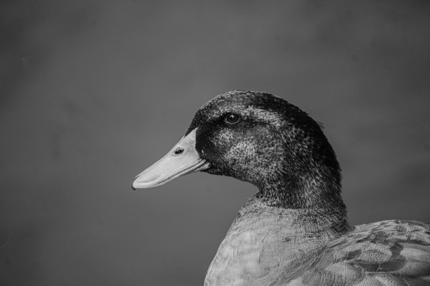 Close-up black and white portrait of a mallard duck with detailed feather texture against a blurred background.