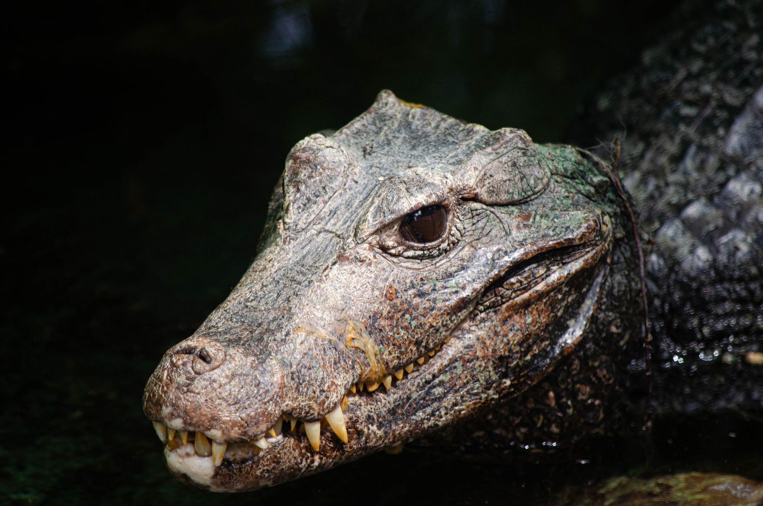 Close-up of an American alligator's head partially submerged in dark water, showing textured scales and sharp teeth.