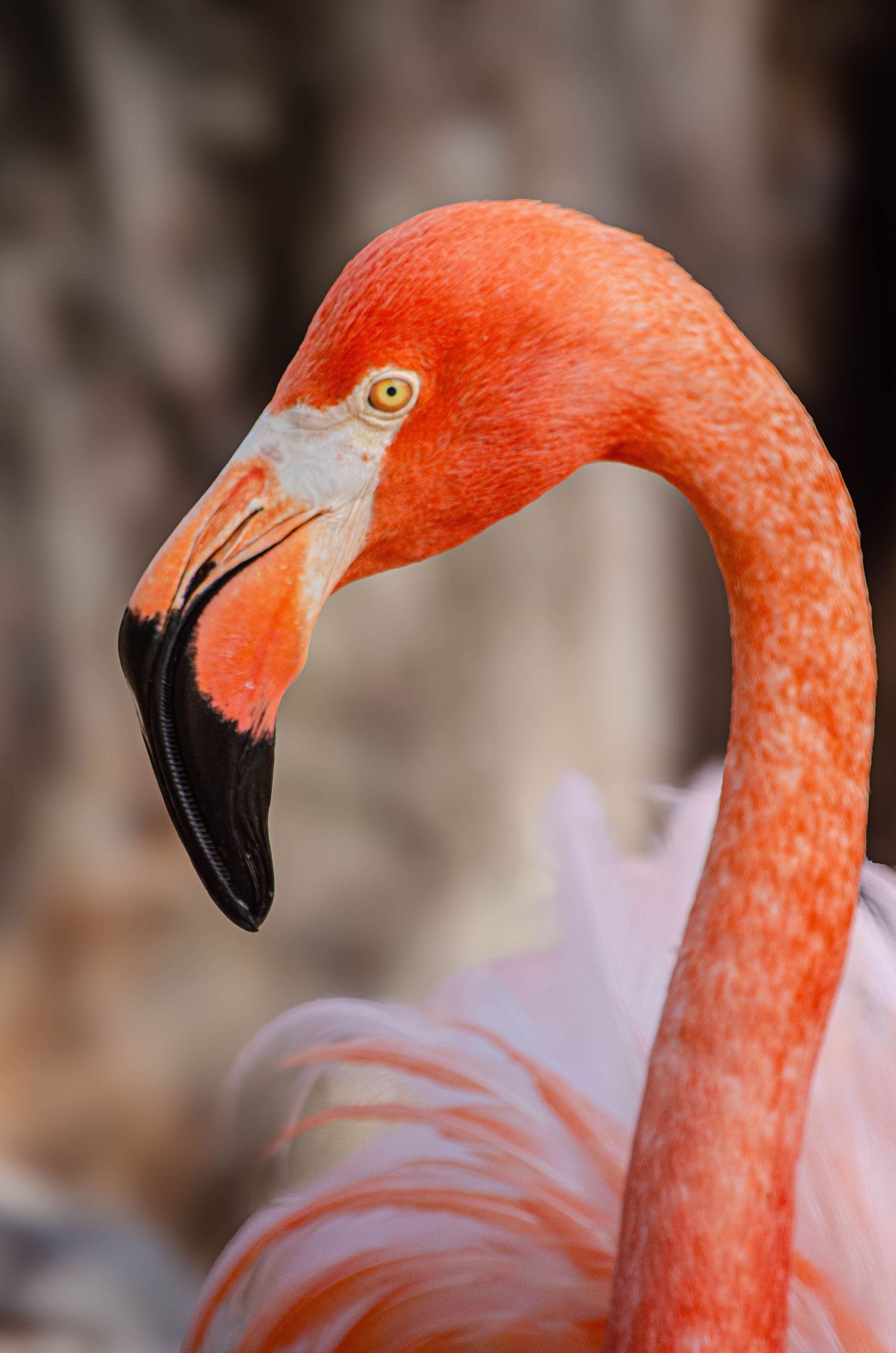 Vibrant close-up portrait of a pink flamingo head and neck with yellow eye and black-tipped beak.