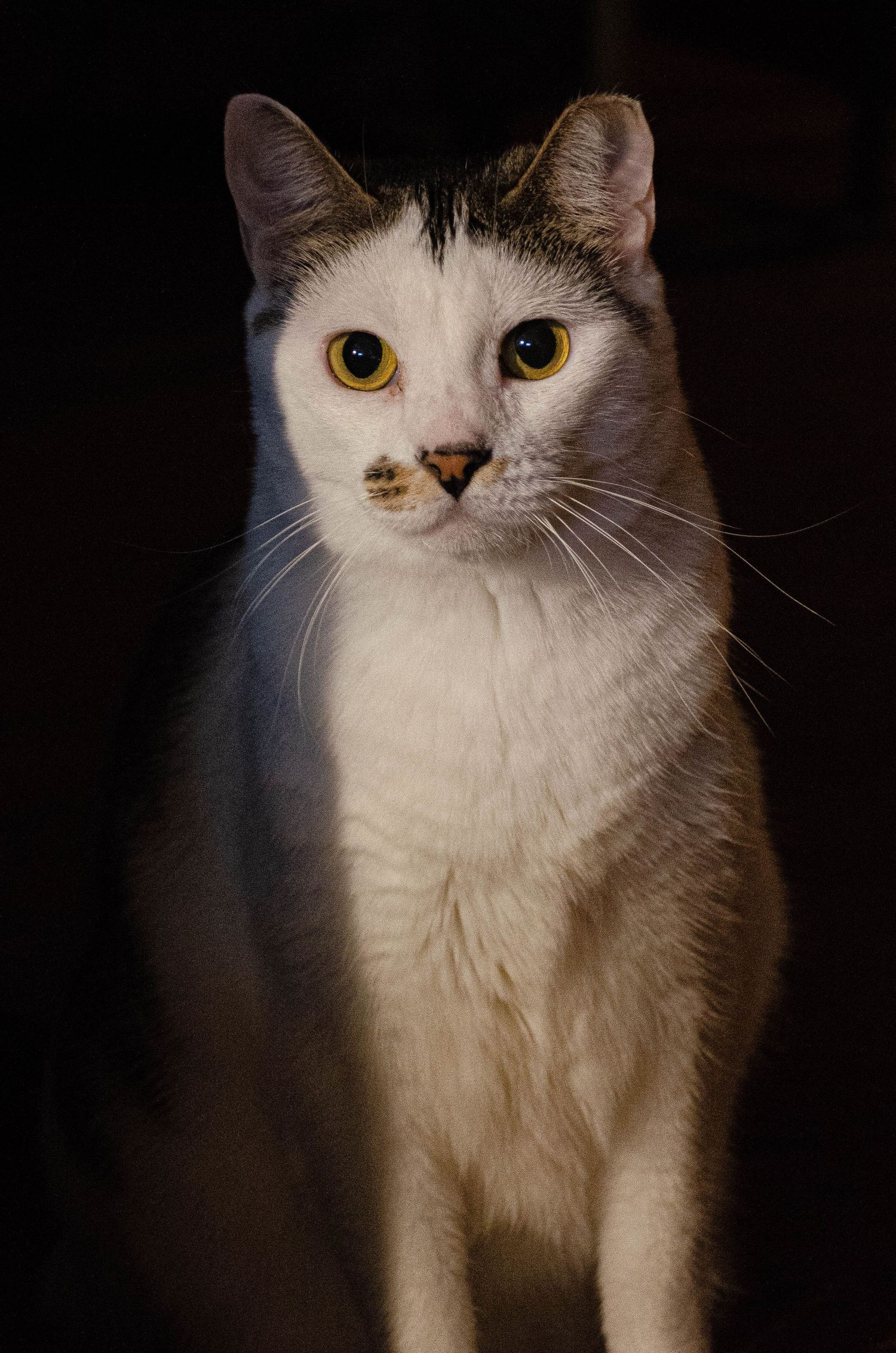 White and tabby cat with bright yellow eyes sitting against a dark background in portrait shot.