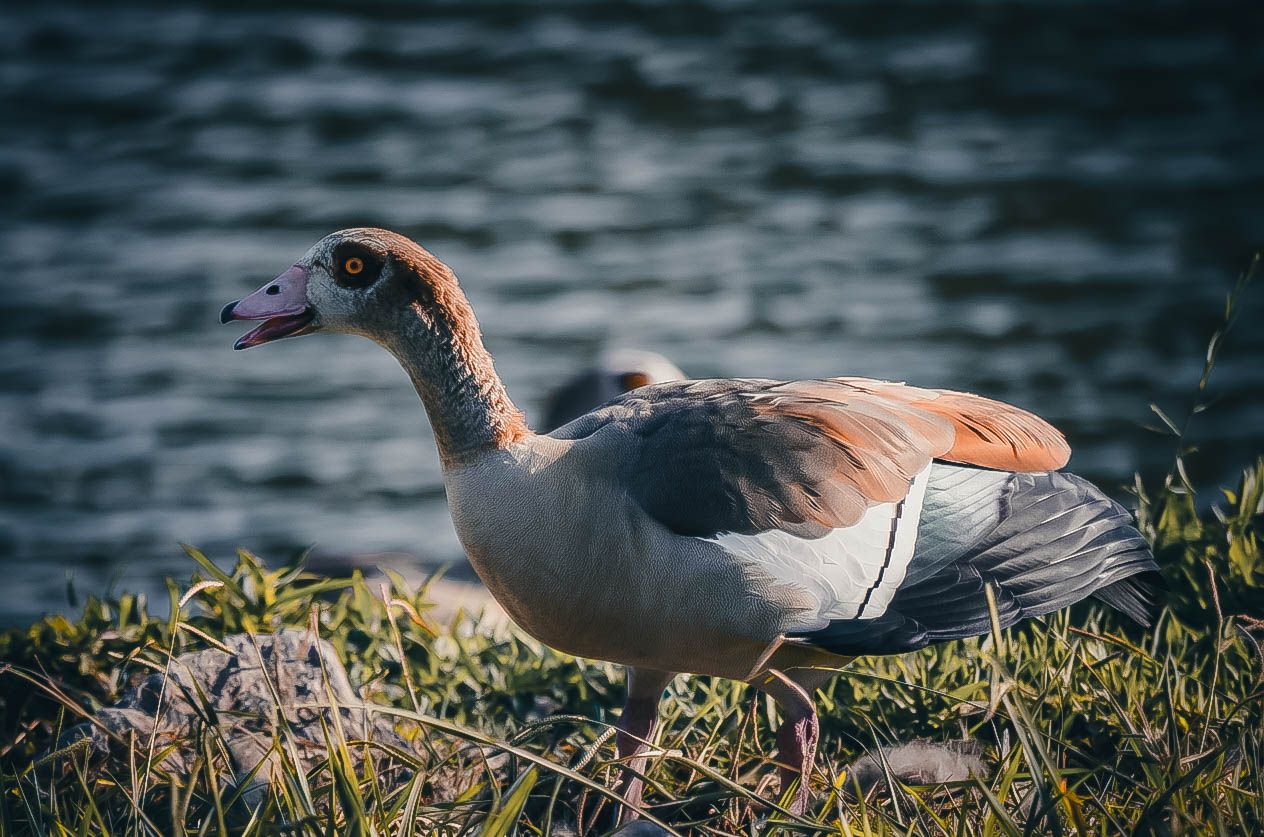 An Egyptian goose standing on grassy bank near water, displaying its distinctive brown and gray plumage.