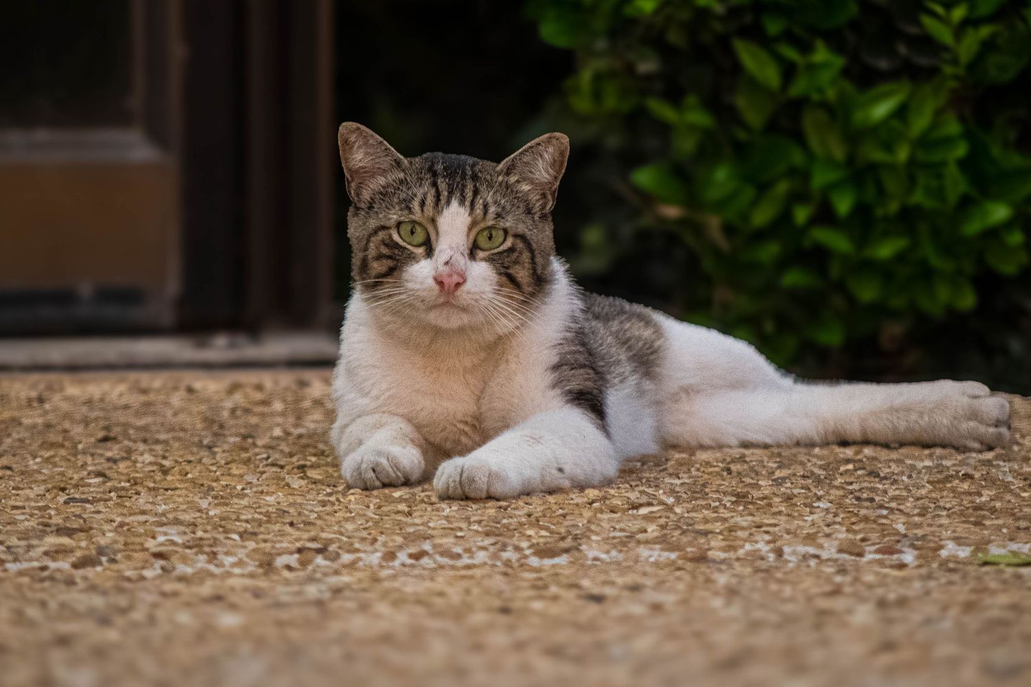 A tabby and white cat lying relaxed on a gravel path near a doorway surrounded by green bushes.