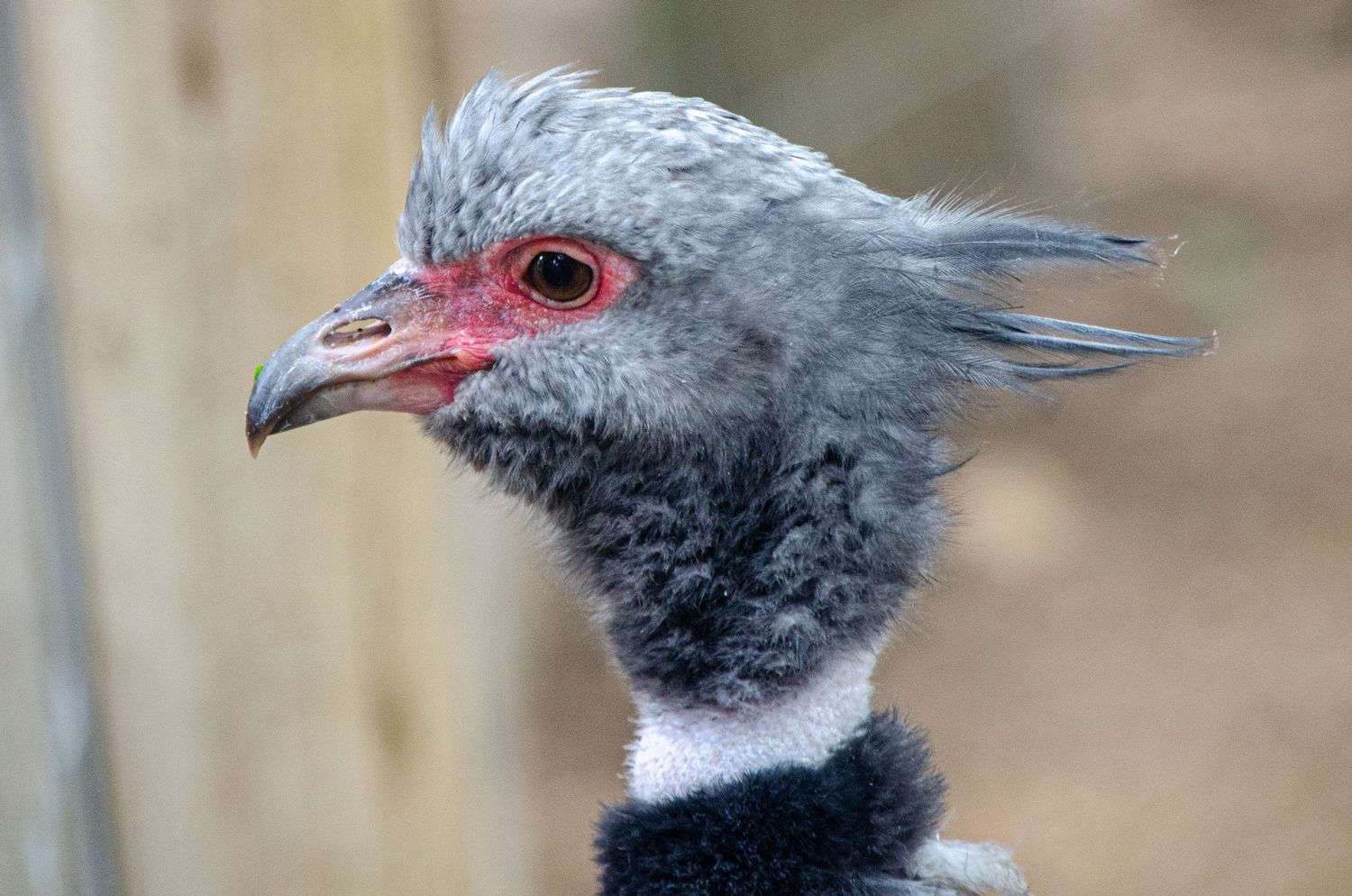 Close-up portrait of a Southern Screamer bird with gray feathers, red eye, and distinctive crest against a blurred background.