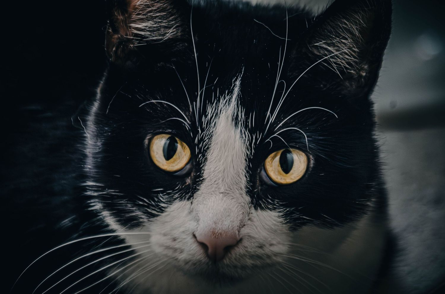 Intense close-up of a tuxedo cat with striking yellow eyes and black and white markings in low light.