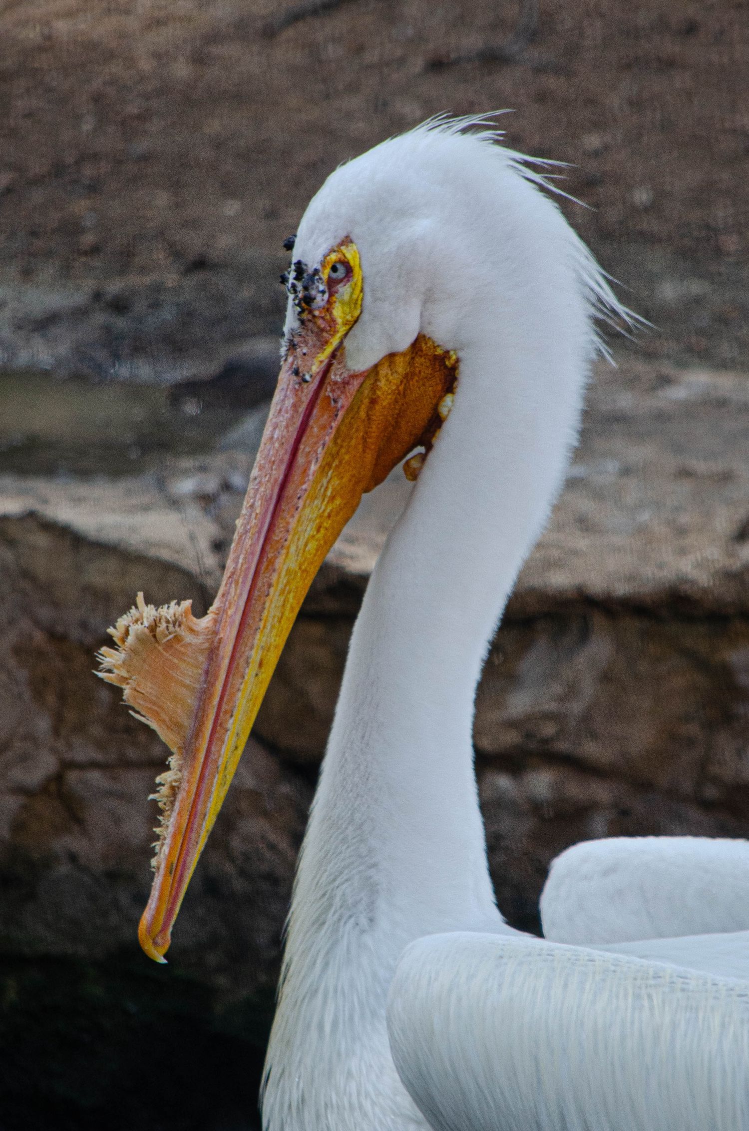 Close-up portrait of a white American pelican with colorful orange-yellow beak against rock background.